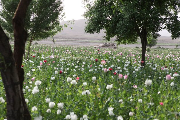 US Marine in an Afghan poppy field, 2012